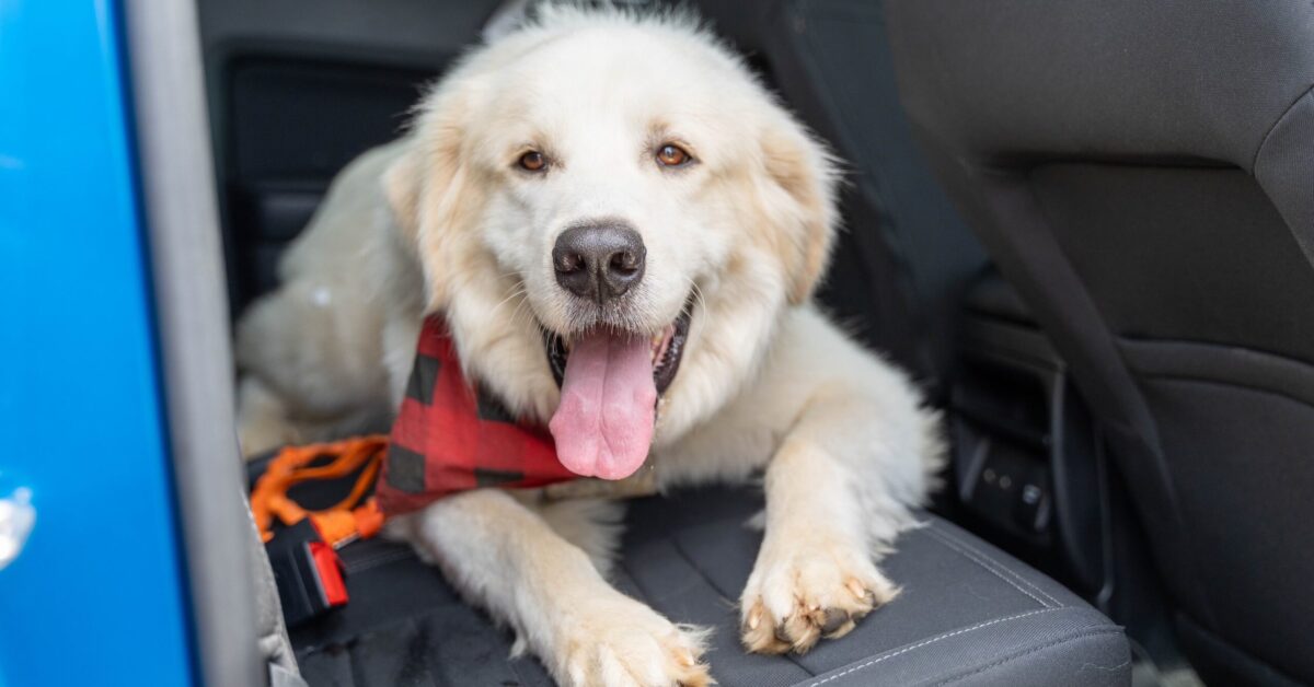 Birmingham Humane Society aids Gulf Coast pets